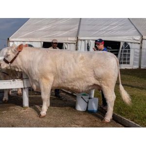 Afrikaner Cattle