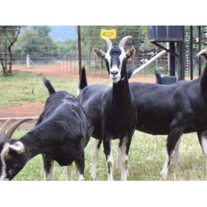 Alpine Goats ( Milk Goats)