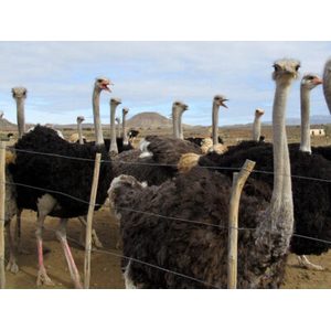 Ostrich